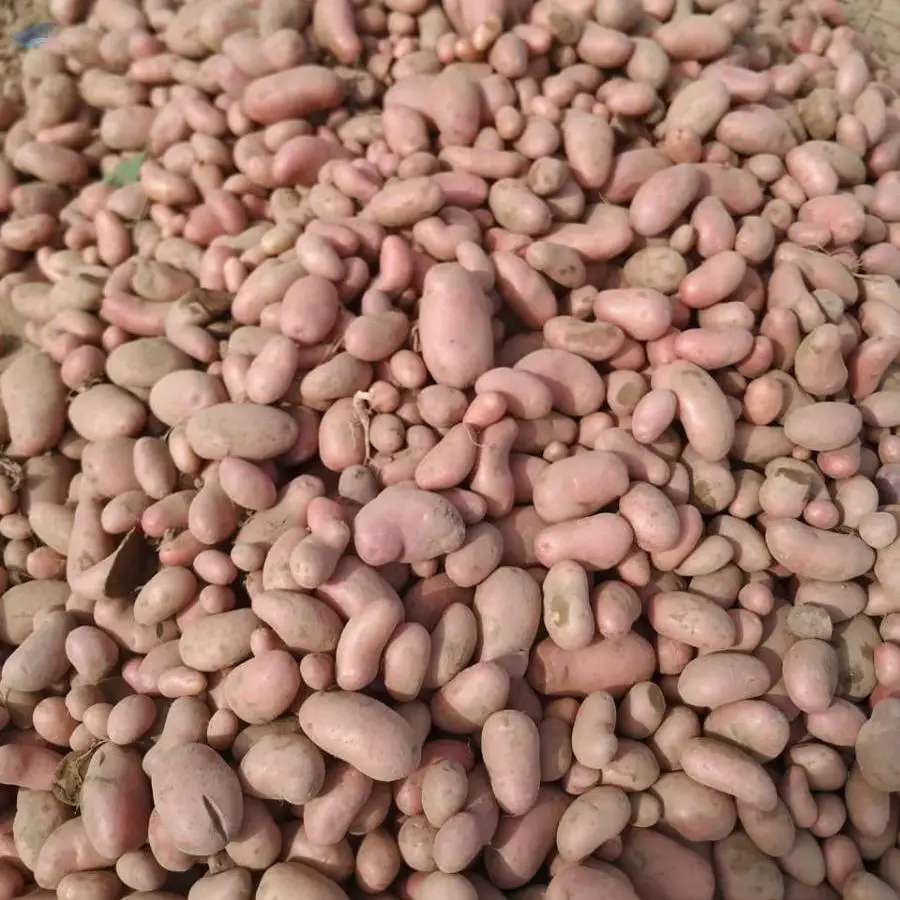 Potato