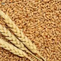 Wheat