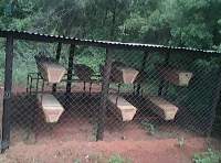 Organic Honey