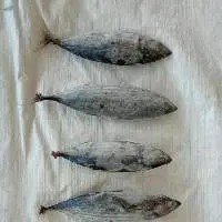 Skipjack Tuna (Katsuwonus Pelamis)