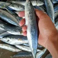 Mackerel Scads (Decapterus Macarellus)
