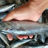 Mackerel Tuna (Euthynnus Affinis)