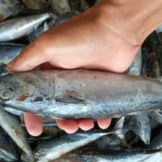 Mackerel Tuna (Euthynnus Affinis)