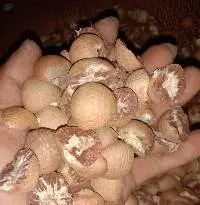Betel Nut