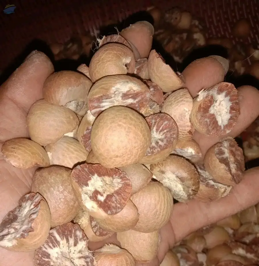 Betel Nut