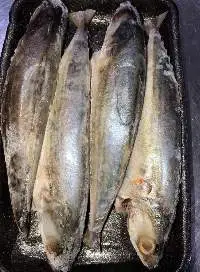 Indian Mackerel Fish
