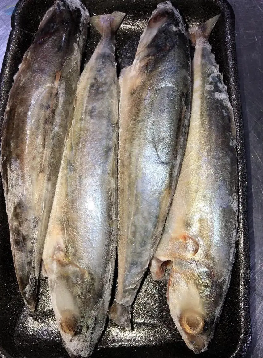 Indian Mackerel Fish