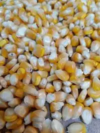 Yellow Corn
