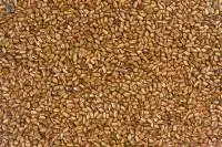 Cassia Tora Seeds