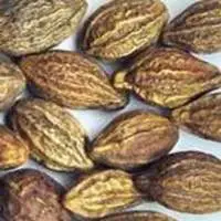 Terminalia Chebula