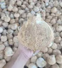 Coconut