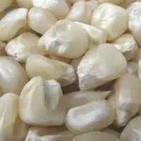 Organic White Maize/Corn Grade 1