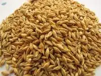 Non GMO Barley