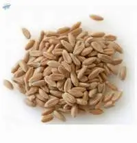 Non GMO Organic Wheat Grains