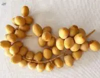 Fresh Barhi Dates