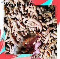 Turmeric / Curcumin / Curcuma Longa