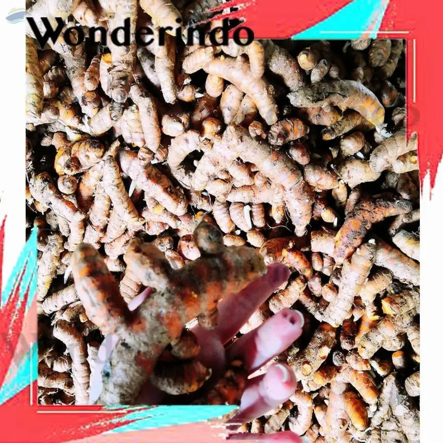 Turmeric / Curcumin / Curcuma Longa