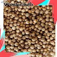 Coriander Seeds