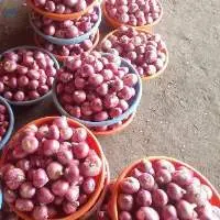 Pink Onions