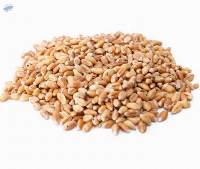 Soft Wheat