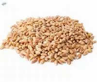 Soft Wheat