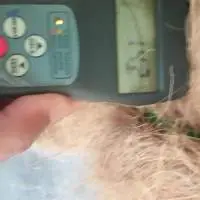 Coco Fiber