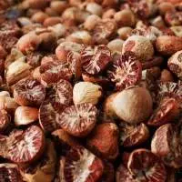 Betel Nut