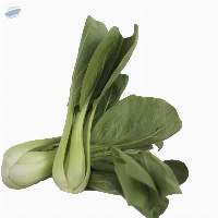Organic Bok Choy