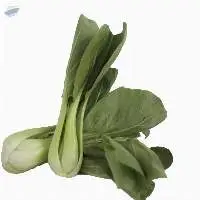 Organic Bok Choy