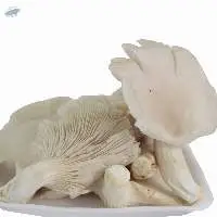 Organic Oyster Mushroom