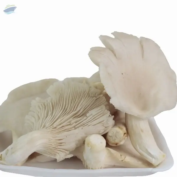 Organic Oyster Mushroom