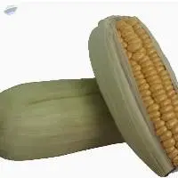 Organic Sweet Corn
