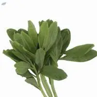 Organic Ginseng Leaf
