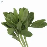 Organic Kale Nero