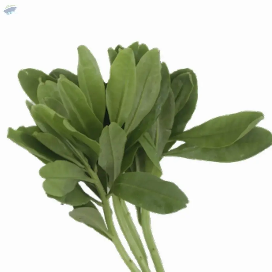 Organic Kale Nero