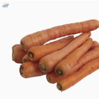 Organic Carrot