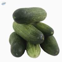 Organic Cucumber