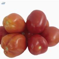 Organic Tomatoes
