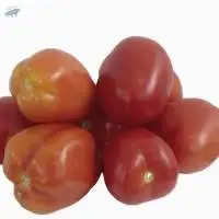 Organic Tomatoes