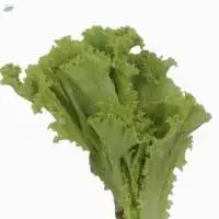 Organic Lettuce