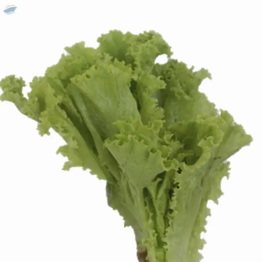 Organic Lettuce