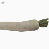 Organic Radish
