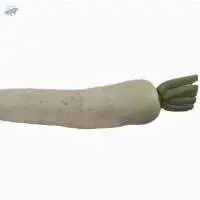 Organic Radish