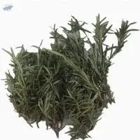 Organic Rosemary