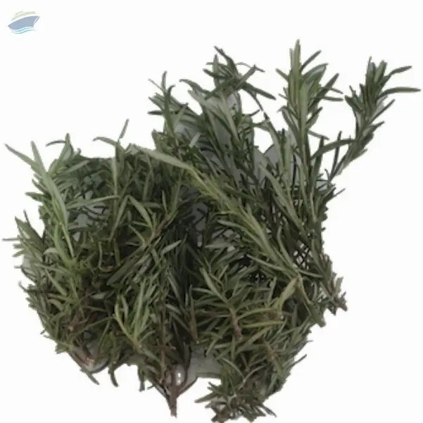 Organic Rosemary