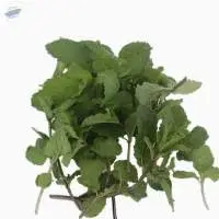 Organic Mint