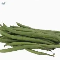 Organic Green Bean