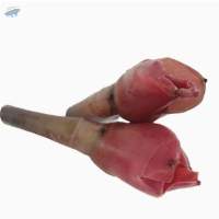 Organic Torch Ginger