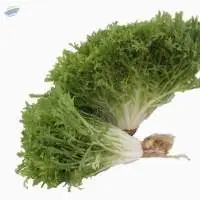 Organic Endive