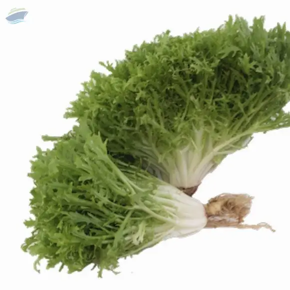 Organic Endive